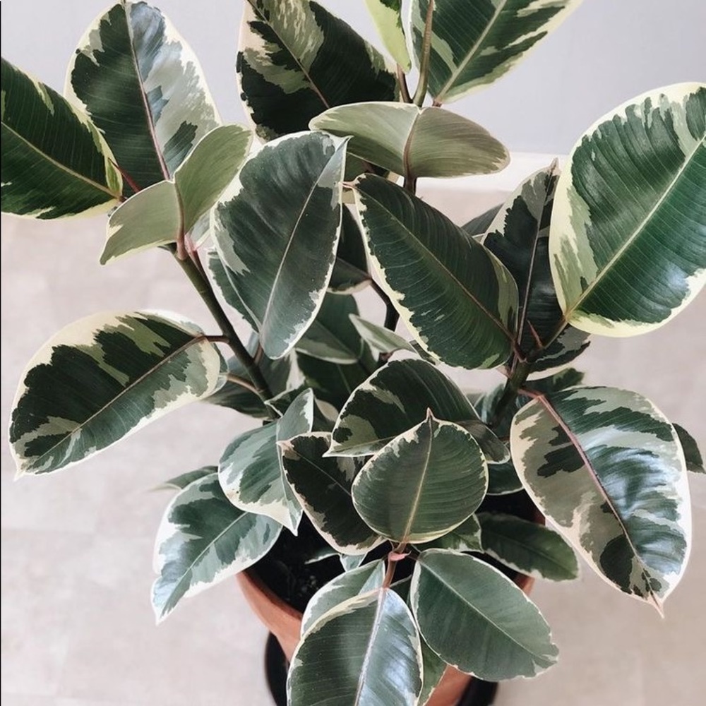 Meet your Posher, Ki